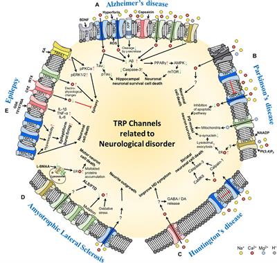 Functional Importance of Transient Receptor Potential (TRP) Channels in Neurological Disorders